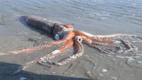 Giant Squid Pictures | Bruin Blog