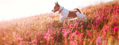 What Is Your Pet's Unicorn Name? | HealthyPets Blog