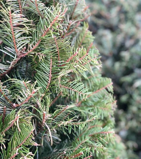 Northwest Grown Premium Fresh Cut Grand Fir Christmas Tree - Wilco Farm Stores