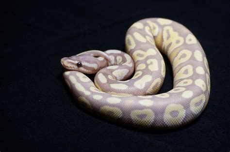 25 Most Popular Ball Python Morphs (With Pictures 🐍)