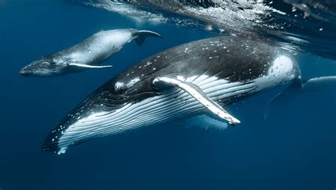 What Is A Baby Whale Called? | IFLScience