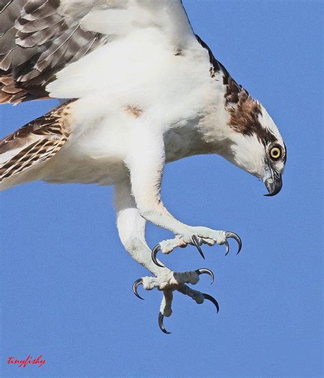 Talons Close-up by tinyfishy, via Flickr Beautiful Birds, Animals ...