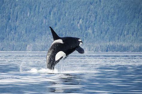 Orca (Killer Whale) Wildlife Tours in Alaska | Pybus Point Lodge