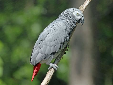 Parrot Symbolism; A message - Spirit Animal Totems