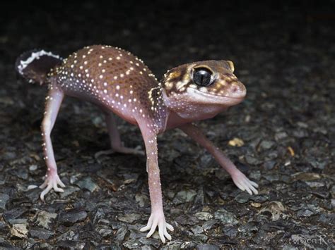 Thick tailed Gecko in 2024 | Cute lizard, Reptile expo, Australia animals