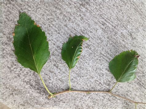 Betula papyrifera (Canoe Birch, Kenai Birch, Mountain Paper Birch ...