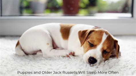 Jack Russell Terrier Sleeping Habits [How Often & More]