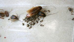 What Does A Roach Nest Look Like? (4 Ways To Avoid Them)