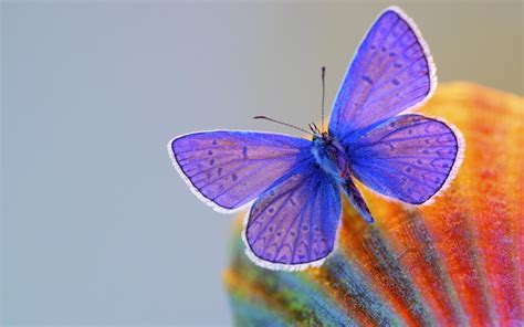 wallpaper butterfly, wings, insect HD : Widescreen : High Definition : Fullscreen