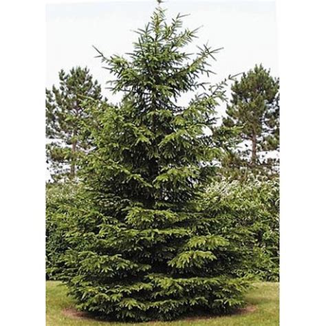 Norway Spruce | Plant Profile | Sylvan Gardens Landscape Contractors