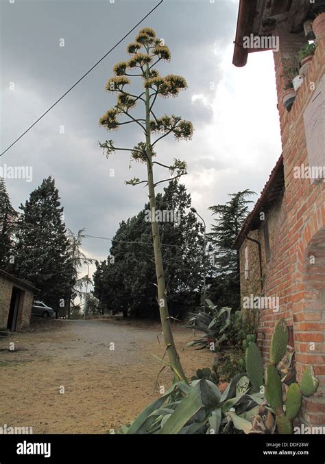 Aloe cactus plant in flower Stock Photo - Alamy