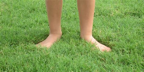 Bermuda Grass Types - Houston Grass - Pearland Sugar Land TX