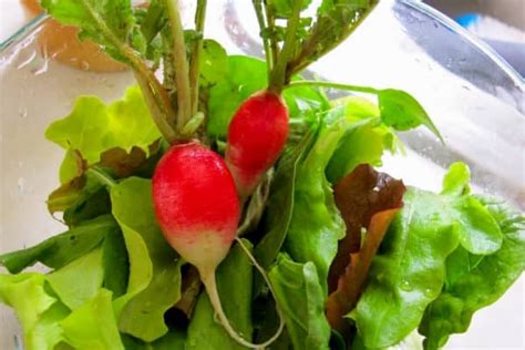 Growing Radishes in Your Garden: Seed to Harvest