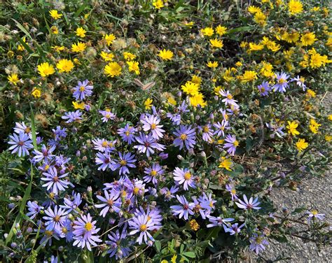 More natural prairie grassland flowers, these late season ones found ...