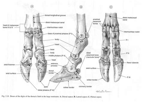 Goat Hoof Anatomy