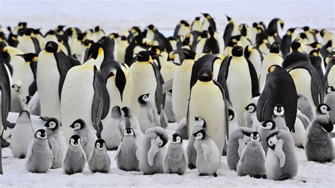 Emperor Penguins Habitat