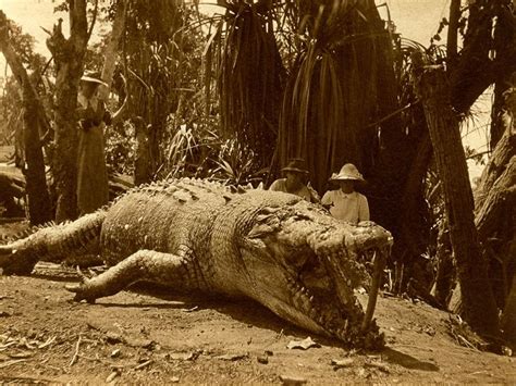 A monster crocodile killed at Roper River, Northern Territory, Australia, in 1914 : r ...