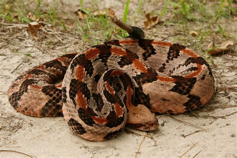 Canebrake Rattlesnake | Venomous animals, Reptile snakes, Snake venom