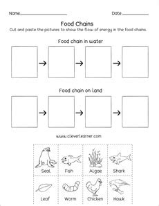 Food Web Worksheet