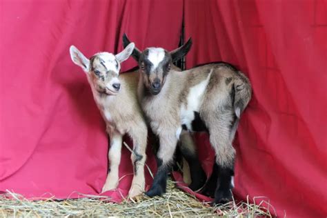 Mini Alpine Goat: A Small Breed With a Big Personality