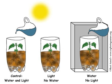 Variation of Traits - Plant Investigation