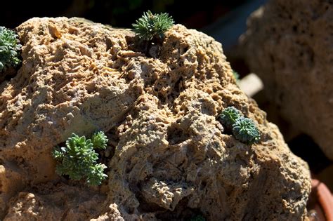 Wild Ginger Farm News Blog: Tufa - The ultimate crevice rock