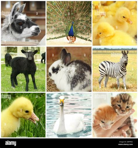 Different animals collage hi-res stock photography and images - Alamy