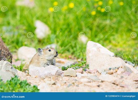 A Plateau Pika Looks Out Curiously Above the Stone. Stock Photo - Image of stone, pika: 122983474