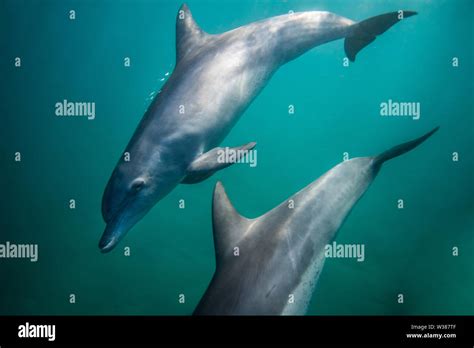 Bottle nose Dolphins swimming underwater near the surface Stock Photo - Alamy