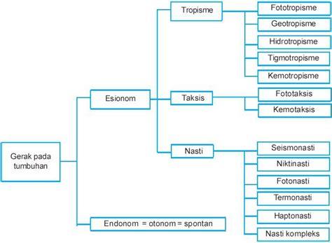 Peta Konsep Sistem Gerak Pada Tumbuhan Kelas - IMAGESEE