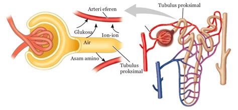 Ginjal: Sistem Ekskresi pada Manusia | Biologi Kelas 8