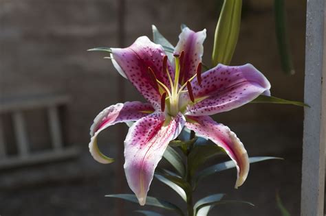 Symbolism of the Lily - The Flower That is a Part of History