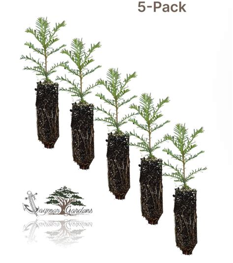 5-pack Coast Redwood Tree Seedling Sequoia Sempervirens Small - Etsy