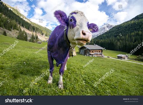 5,260 Purple Cow Stock Photos, Images & Photography | Shutterstock