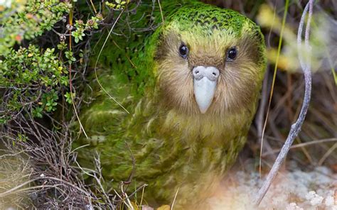 Kakapo: History, Facts, Size, Habitat, Classification & Much More - Animals Name