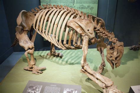 Ground Sloth Skeleton | ClipPix ETC: Educational Photos for Students and Teachers