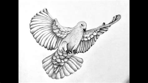 Realistic Dove Drawing