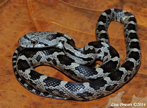 Gray Ratsnake