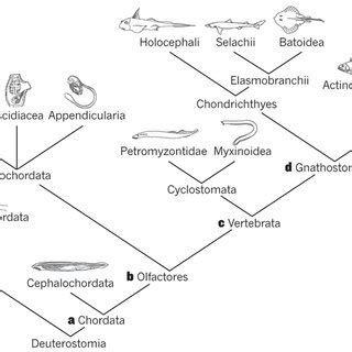 (PDF) Nature: A new heart for a new head in vertebrate cardiopharyngeal evolution