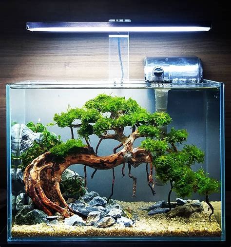 Best Aquascape For Small Tank - Aquascape Ideas