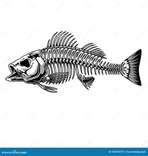 Fish Skeleton Line Art Drawing Vector Illustration | CartoonDealer.com #225540918