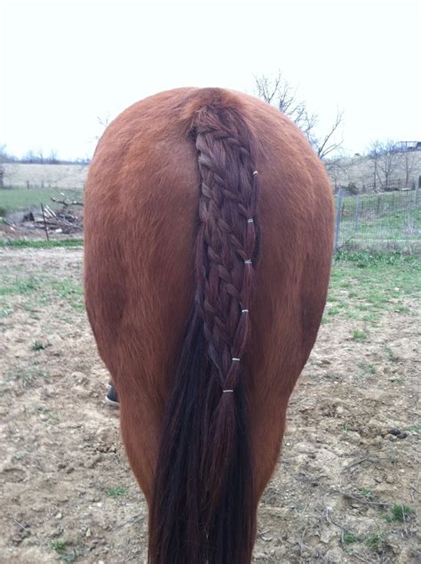 My friend did this braid. So cool!! | Horse braiding, Horse grooming, Horse hair