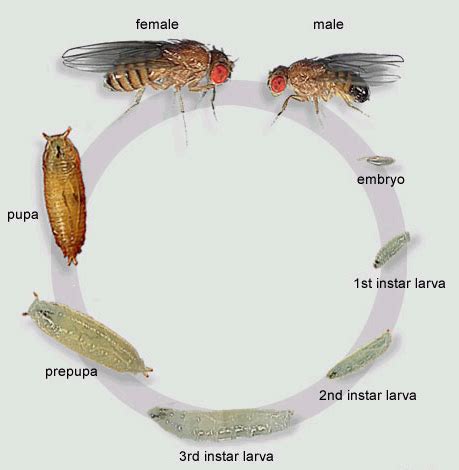 fungus gnat larvae life cycle - Johnson Langford