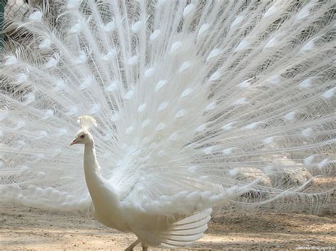 Peacock | National Bird Basic Facts & Information | Beauty Of Bird