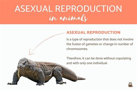 Intro Asexual Reproduction How Do Organisms Reproduce Kannada | Hot Sex Picture