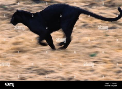 Panther black running hi-res stock photography and images - Alamy