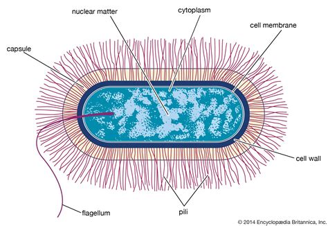 Bacillus | bacterial shape | Britannica