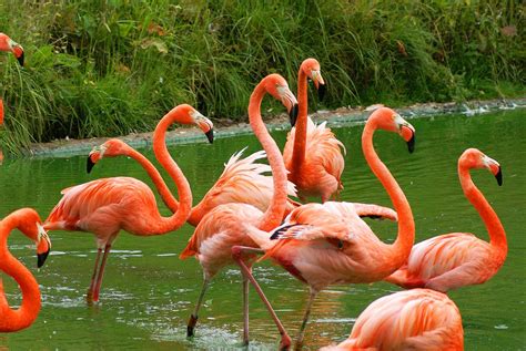 Flamingo | Bird Basic Facts & Beautiful Pictures | Beauty Of Bird