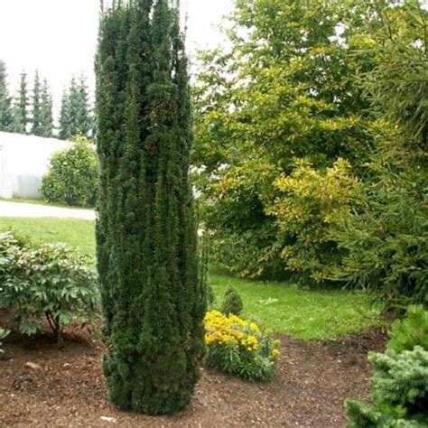 Taxus baccata Fastigiata Robusta – Future Forests