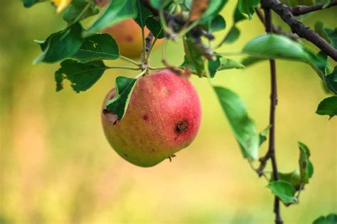 13 Apple Tree Pests: How to Get Rid of and Prevent Them on Apple Trees ...